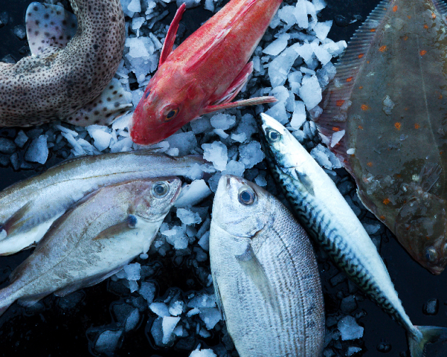Photo les poissones bons plans