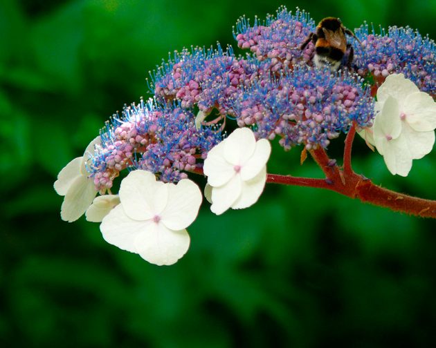 fête des plantes Bagnoles