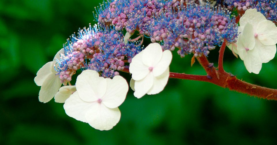 fête des plantes Bagnoles