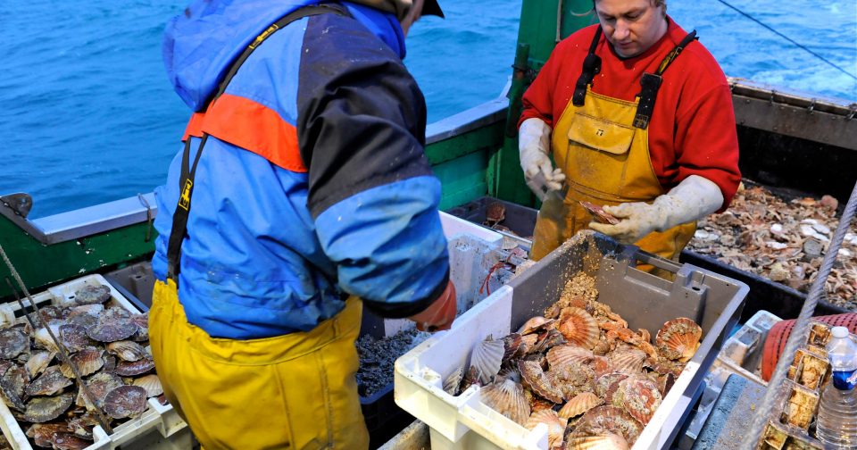 Coquilles Saint-Jacques de Normandie